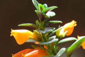 彼岸花的养护方法（水养彼岸花？这样做才正确！）
