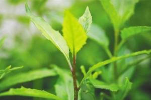 海南种植菜品推荐（以热带气候为优势，提供丰富营养的菜品）