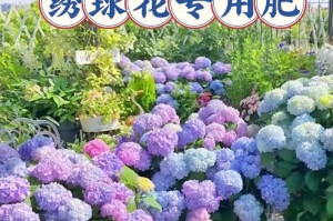 家里养绣球花的风水好处（为家带来好运，调节室内气场）