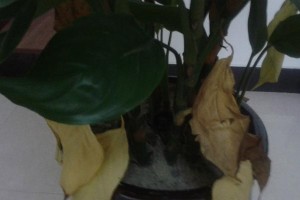 解决万年青黄叶问题的有效方法（如何有效地处理种植万年青出现黄叶的情况）