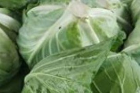 包心菜种植全攻略（掌握最佳种植时间，丰收不愁）