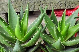 芦荟的种植方法与注意事项（种植时间、土壤要求、繁殖方式、浇水频率、养护方法）