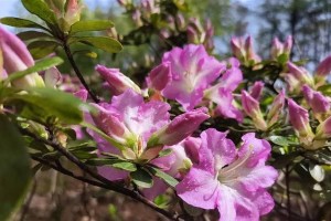 映山红花期多长时间？（解析映山红花的花期和生长特点。）