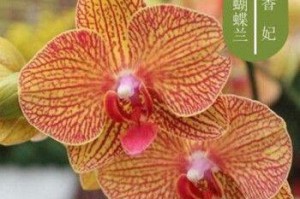 如何科学配制蝴蝶兰土壤？（蝴蝶兰土壤配制方法详解）