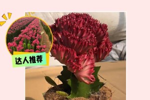 如何快速养护金麒麟花（金麒麟花的生长与养护关键）