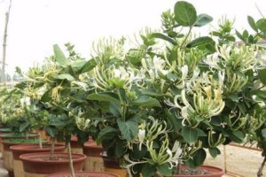 金银花盆栽——绿色家居美化的佳选（如何在家中盆栽金银花？）