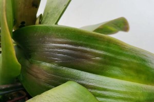 蝴蝶兰种子发芽全过程详解（从准备工作到幼苗成长，教你如何种植蝴蝶兰）
