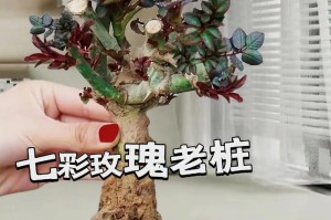 玫瑰花的花期与开花周期（玫瑰花盛开的美丽时刻以及生长周期的掌握）