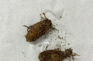 如何正确更换孔雀竹芋的土壤（掌握换土时间和方法，让你的孔雀竹芋更健康）