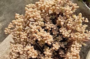 如何种植多肉植物的侧芽（从侧芽爆出到独立生长，轻松掌握的技巧）