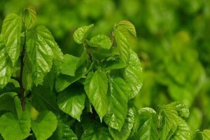 探究桑叶的药用价值（从传统中药到现代医学，桑叶的多重应用）