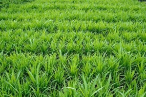 揭秘韭菜的植物学知识（韭菜的单子叶植物身份及其它有趣的植物学知识）