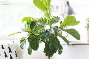 老人房间的植物陪伴（哪些植物适合老人房间？老人房间的植物养护指南）