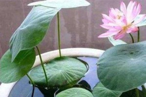 如何正确地进行睡莲的分株（睡莲的繁殖技巧及注意事项）