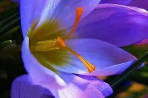 品味花开季节——番红花花期解读（盛夏之中，她是最美的存在）