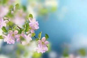 烟丝水的神奇用处——适合浇什么花（家中花卉养护利器，烟丝水的使用技巧详解）