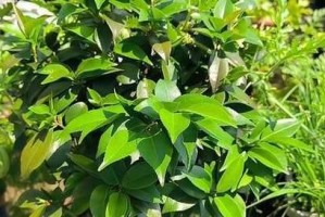 茶花夏天养殖指南（掌握关键技巧，打造绚丽花海）