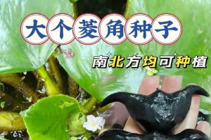 《以大苍角殿种子怎么种植》（详细步骤及关键要点）