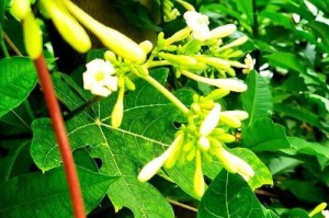 木瓜开花时间一览（揭秘木瓜花的神秘脸庞）