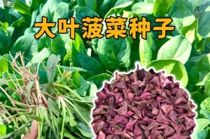 夏天也能种菠菜！（菠菜种植的小技巧和注意事项）