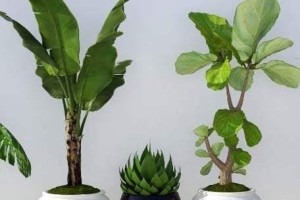 繁星花的冬季养护全攻略（解锁繁星花冬季养护秘籍，让它在寒冷季节仍盛开无比）