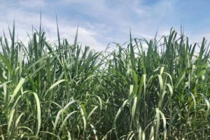 甘蔗（从历史到现代，探究甘蔗的种植、利用及意义）