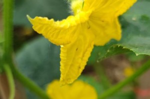 黄瓜开花结果的时间和技巧（了解黄瓜生长周期，科学控制花果生长）