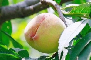 核桃树寿命究竟有多长？（探究核桃树的生命力和养护技巧，了解其寿命和种植价值）