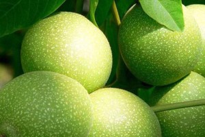 核桃成熟上市时间及相关知识（了解核桃的成熟周期及食用方法）