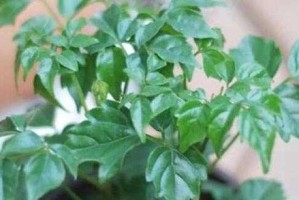 合欢树的繁殖方法与注意事项（如何让合欢树生根发芽？注意这些细节！）