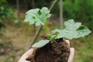 丝瓜种子的发芽时间和种植技巧（掌握种植技巧，让丝瓜快速生长）