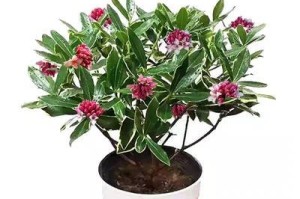 冬季室内花卉养护指南（选择适宜的花卉，让你的冬季更加温暖）