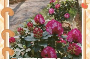 杜鹃花大量落叶干枯的原因及治理方法（了解杜鹃花落叶干枯的原因，采取有效措施拯救）