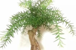 澳洲杉（位置选择与养护要点）