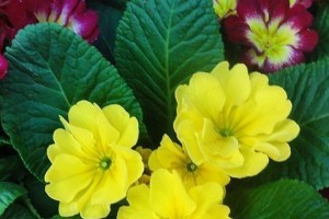 春天必备的美丽花朵——报春花（开花时间、花期长短和生长环境）