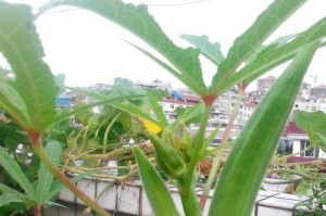 秋葵开花不结果怎么办？（解决秋葵开花不结果的几种方法）