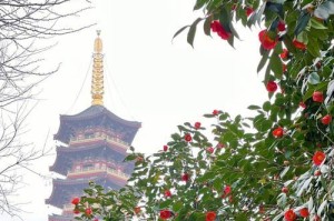 温州市花——牡丹，温州的花海美景