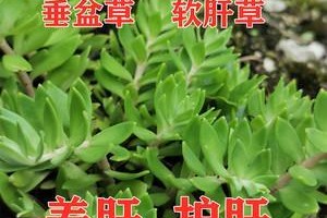 龙牙草的功效与作用及食用方法（探究龙牙草的药用价值和营养功效，分享龙牙草的美食做法）