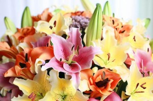 什么温度下百合花开花最美？（探究百合花开花温度与气候的关系）