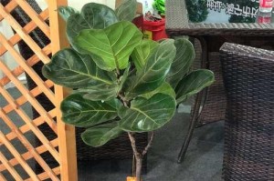 以琴叶榕新叶片的成长之路（探秘以琴叶榕新叶片的形成过程及关键因素）