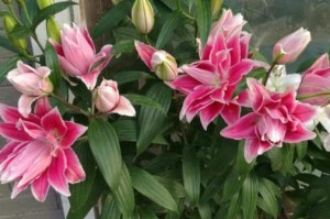 百合花败之后的处理方法（挽救百合花的技巧与经验分享）