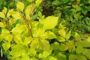 插下豆瓣绿，生根需谨慎（掌握科学方法，让豆瓣绿生长更健康）