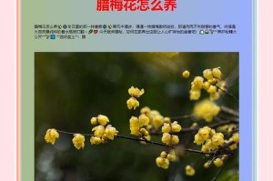 腊梅干枝的原因与处理方法（了解腊梅干枝，让花开得更美丽）