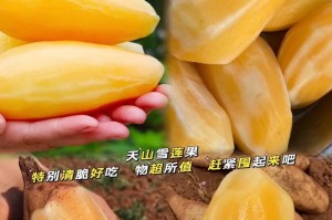 揭秘雪莲果真相——到底是不是果实？（一起来了解雪莲果的起源、特征、分类和营养）