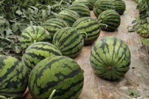 大棚西瓜的多茬种植技术（一年几次合适，如何实现高产）