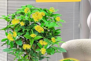 探秘桂花开花时间（了解桂花花期，享受芳香之美）