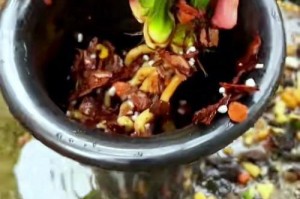 兰花土没泡怎么办？（解决兰花土没泡的有效方法）