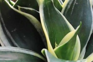 虎皮兰的上盆与养护全攻略（多肉植物爱好者必看，快速学习如何让虎皮兰茁壮成长）