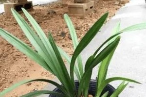 白兰花（了解白兰花特点，让它在你家绽放）