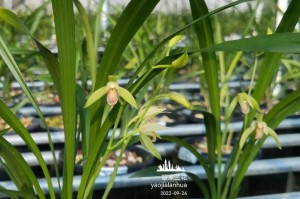 建兰花谢后如何处理（建兰花枯萎后的养护方法）